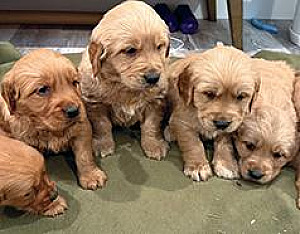 GOLDEN RETRIEVER PUPPIES