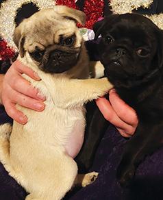 AKC PUG PUPPIES