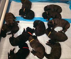 AKC IRISH WOLFHOUND PUPPIES