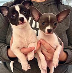 CHIHUAHUA BROTHER & SISTER