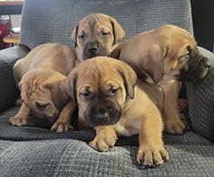 GLADIATOR MASTIFF PUPPIES