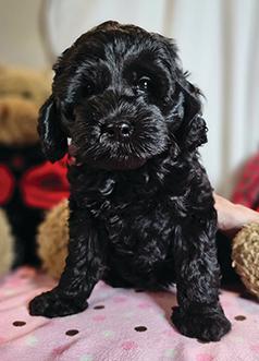 JET BLACK F1B MINI COCKAPOO PUPPIES
