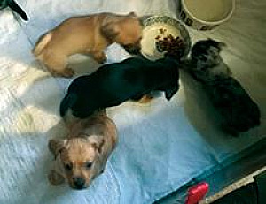 CHIWEENIE PUPPIES