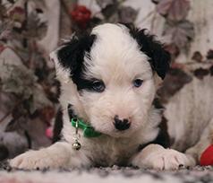 MINIATURE AUSSIE DOODLES