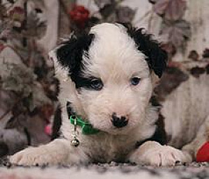 MINIATURE AUSSIE DOODLES