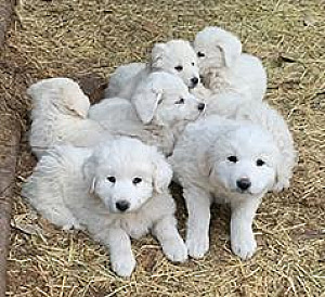 AKBASH PYRENEES PUPPIES