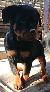 AKC ROTTWILLER PUPPIES