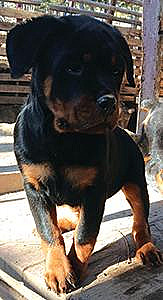 AKC ROTTWILLER PUPPIES