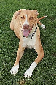 LABRADOR/ STAFFORDSHIRE BULL TERRIER MIX ADULT FEMALE
