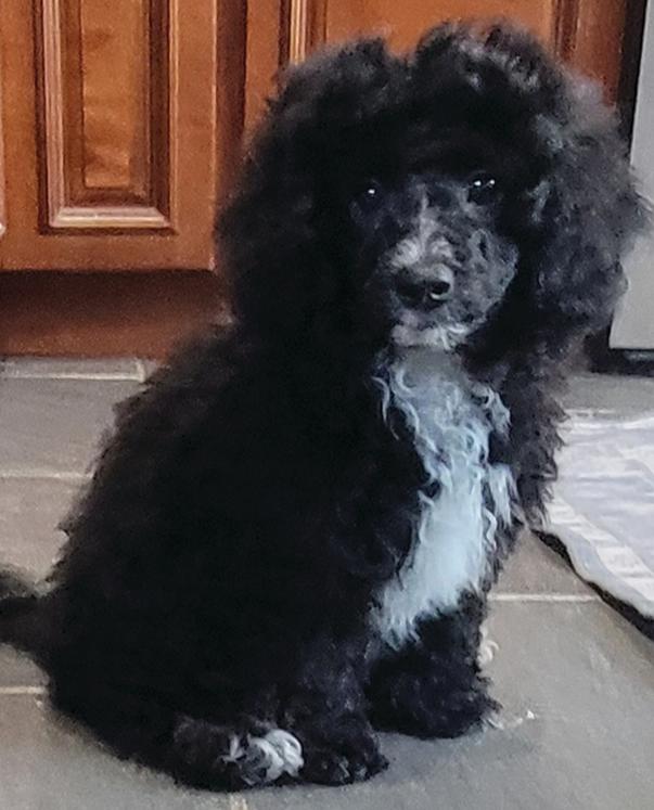 ADORABLE MALTESE/ POODLE MIX PUPPY