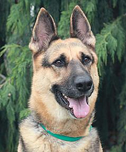 ATTENTION GERMAN SHEPHERD LOVERS!