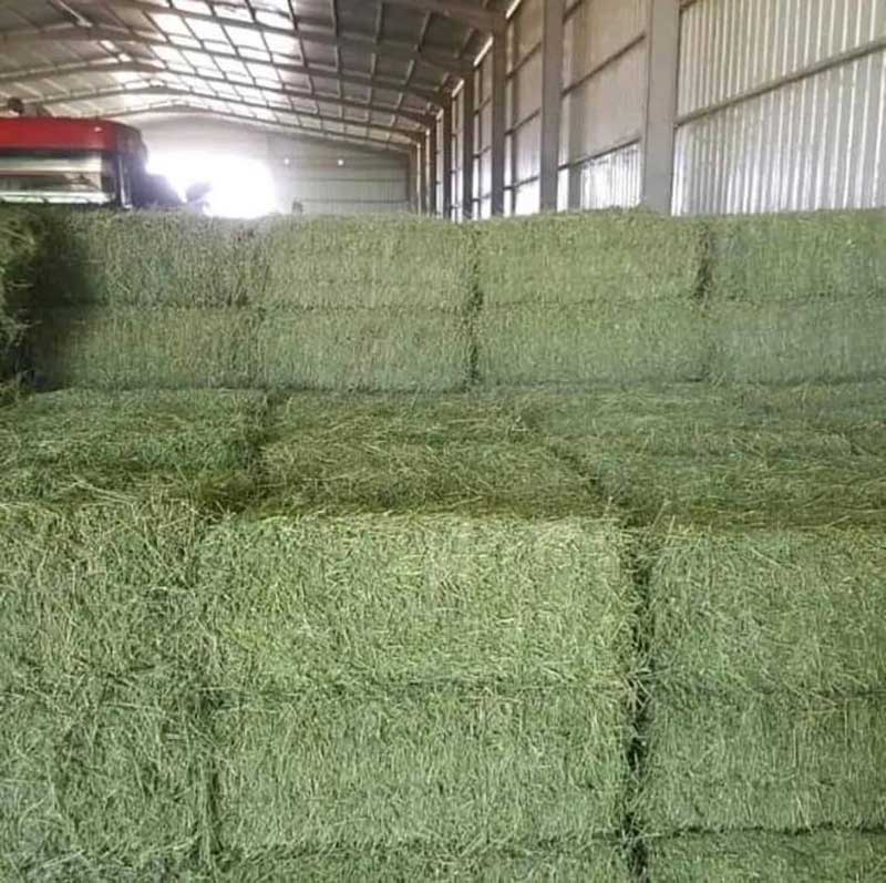 TIMOTHY/ ALFALFA MIX HAY