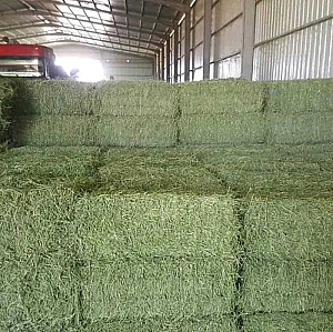 TIMOTHY/ ALFALFA MIX HAY