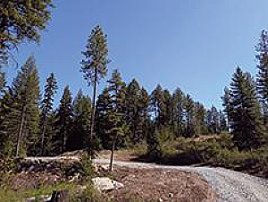 20 ACRE LOTS JUST 10 MINUTES TO DIAMOND LAKE