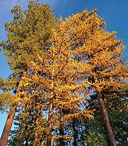 READY TO BUILD! 11 ACRES IN SPOKANE COUNTY