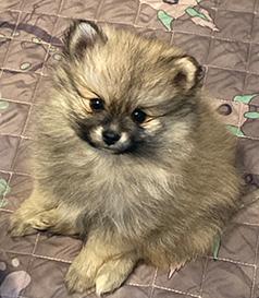POMERANIAN PUPPY
