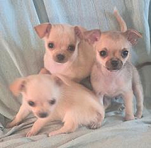 CHIHUAHUA MALE PUPPIES 