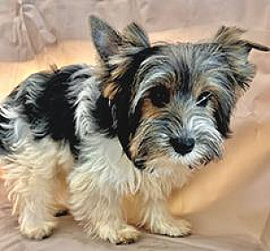 BIEWER TERRIER PUPPIES
