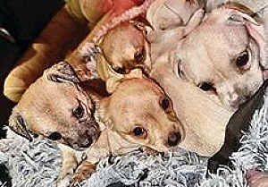 MINIATURE PINSCHER/ DACHSHUND PUPPIES