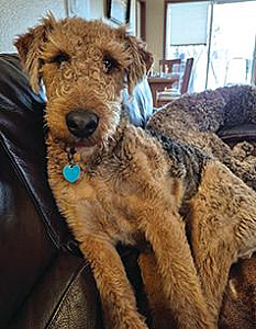 AIREDALE TERRIER