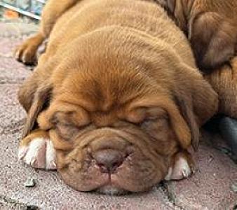 PUREBRED DOGUE DE BORDEAUX