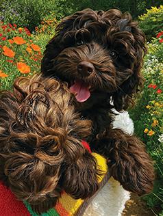 STUNNING COCKAPOO PUPPIES