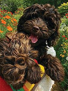 STUNNING COCKAPOO PUPPIES