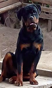 AKC ROTTWEILER PUPPIES