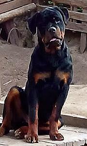 AKC ROTTWEILER PUPPIES