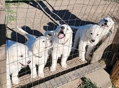 GREAT PYRENEES PUPPIES