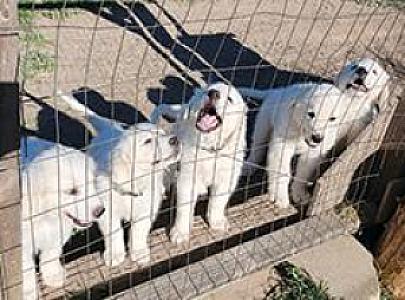 GREAT PYRENEES PUPPIES