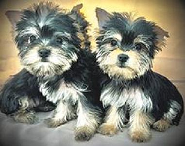 YORKIE TERRIER PUPPIES