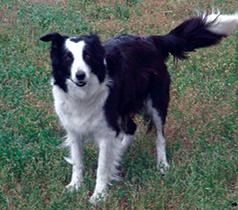 BORDER COLLIE PUPPIES