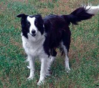 BORDER COLLIE PUPPIES