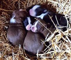 OLDE BOSTON BULLDOG PUPPIES