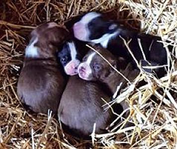 OLDE BOSTON BULLDOG PUPPIES