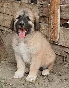 GERMANEES PUPPIES