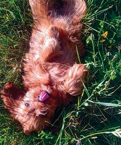 CAVAPOOS!