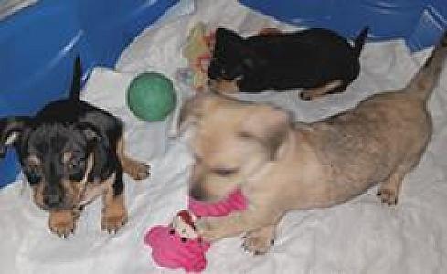 CHEWEENIE MIX PUPPIES