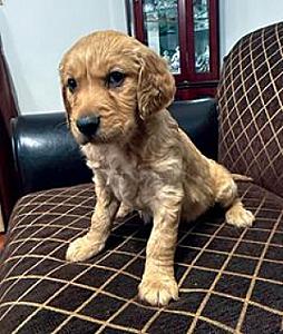 GOLDEN IRISH PUPPIES