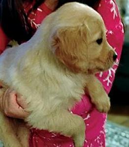 PUREBRED GOLDEN RETRIEVER PUPPIES