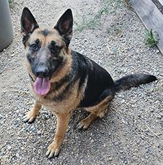 GERMAN SHEPHERD