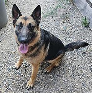 GERMAN SHEPHERD