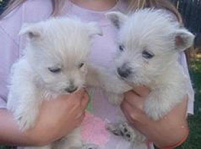 AKC REG. WEST HIGHLAND WHITE TERRIER PUPPIES