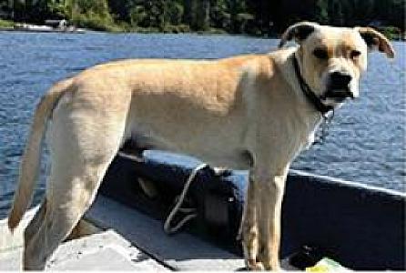 MISSING MALE BLONDE LAB MIX