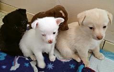 POM MIX PUPS
