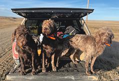 NORTH AMERICAN PUDELPOINTER PUPPIES