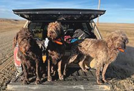 NORTH AMERICAN PUDELPOINTER PUPPIES