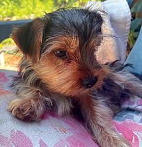 PUREBRED YORKSHIRE TERRIERS