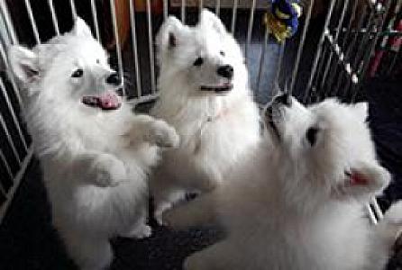 PUREBRED SAMOYED PUPPIES